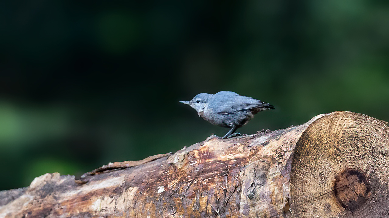 Krüper's Nuthatch